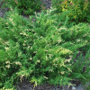 Можжевельник казацкий Variegata (ЗКС)