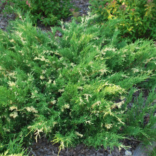 Можжевельник казацкий Variegata (ЗКС) Можжевельник казацкий Variegata (ЗКС)