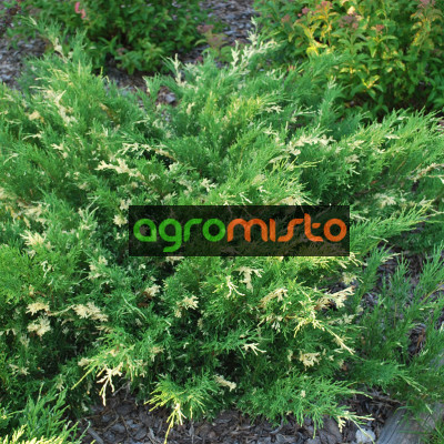 Можжевельник казацкий Variegata (ЗКС)