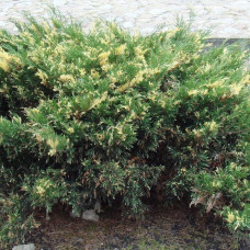 Можжевельник казацкий Variegata (ЗКС) Можжевельник казацкий Variegata (ЗКС)