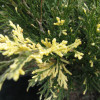 Можжевельник казацкий Variegata (ЗКС)