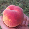 Персик Т-5 Топ Свит (Трехлетний, ЗКС)