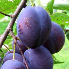 Cлива Амерс (Однолетний, ОКС) Cлива Амерс (Однолетний, ОКС)