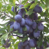 Cлива Амерс (Однолетний, ОКС)