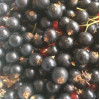 Смородина черная Диковинка (20-30 см, ЗКС)