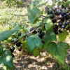 Черная смородина Голубка (Двухлетний, ОКС)