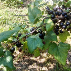 Черная смородина Голубка (Двухлетний, ОКС) Черная смородина Голубка (Двухлетний, ОКС)