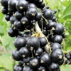 Черная смородина Рубен (Однолетний, ОКС)