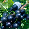 Черная смородина Юбилейная Копаня (Однолетний, ОКС)