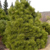 Сосна черная Нана (50-60 см, ЗКС)