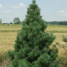 Сосна горная Колумбо (50-60 см, ЗКС) Сосна горная Колумбо (50-60 см, ЗКС)