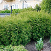 Туя западная Литтл Чемпион (10-12 см, ЗКС)