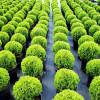 Туя западная Литтл Джем (40-50 см, ЗКС)
