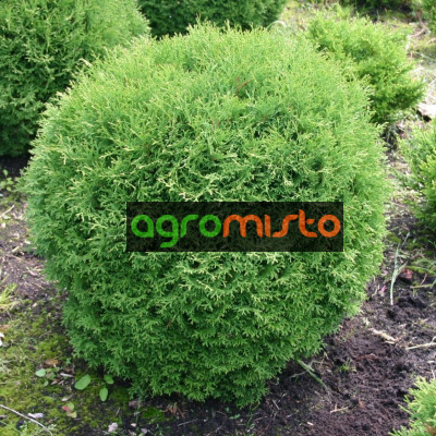Туя западная Литтл Джем (40-50 см, ЗКС)
