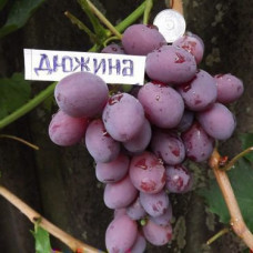Виноград Дюжина (Однолетний, ОКС)