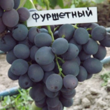 Виноград Фуршетный (Однолетний, ОКС)