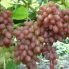 Виноград Кишмиш лучистый (Однолетний, ОКС)