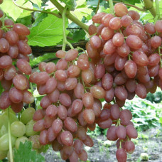 Виноград Кишмиш лучистый (Однолетний, ОКС)
