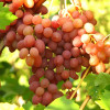 Виноград Кишмиш лучистый (Однолетний, ОКС)