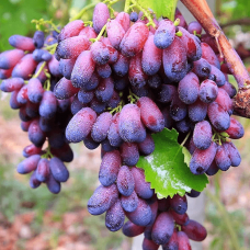Виноград Красотка (Однолетний, ОКС)