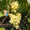Виноград Ландыш (Однолетний, ОКС)