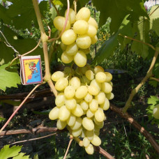 Виноград Ландыш (Однолетний, ОКС)
