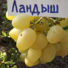 Виноград Ландыш (Однолетний, ОКС)