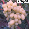 Виноград Лора (Однолетний, ОКС)