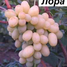 Виноград Лора (Однолетний, ОКС)