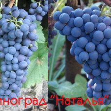 Виноград Наталья (Однолетний, ОКС)