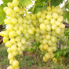 Виноград Прим (Палатина) (Однолетний, ОКС)