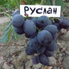 Виноград Руслан (Однолетний, ОКС)