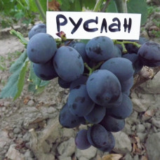 Виноград Руслан (Однолетний, ОКС)