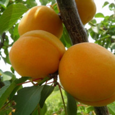 Абрикос Голд Рич (Трехлетний, ЗКС)
