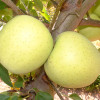 Яблоня Голден Делишес (Однолетний, ОКС)