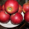 Яблоня Элиза (Однолетний, ОКС)