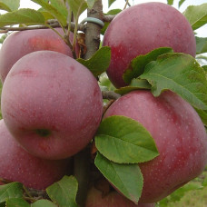 Яблоня Флорина (Однолетний, ОКС) Яблоня Флорина (Однолетний, ОКС)