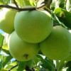 Яблоня Мутсу (Двухлетний, ОКС)