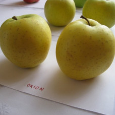 Яблоня Орион (Однолетний, ОКС)