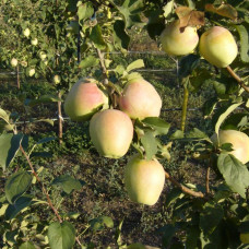 Яблоня Память Есаула (Трехлетний, ЗКС)