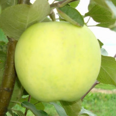 Яблоня Папировка (Однолетний, ОКС)