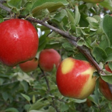 Яблоня Канзи (Однолетний, ОКС) Яблоня Канзи (Однолетний, ОКС)