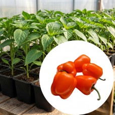 Рассада перца сладкого сорта "Mini Bell Orange" (ОКС Ранний) Перец сладкий