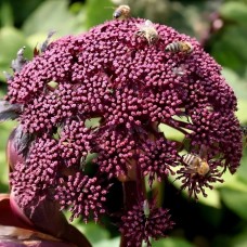 Ангелика гигантская, дудник "Angelica gigas" (15-20 см, саженец в горшке 500 грамм) Ангелика гигантская, дудник "Angelica gigas" (15-20 см, саженец в горшке 500 грамм)