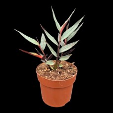 Чорний імбир "Alpinia Silver Officinale" (15-20 см, саджанець у горщику 500 грам) Чорний імбир "Alpinia Silver Officinale" (15-20 см, саджанець у горщику 500 грам)
