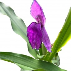 Роскоя (Roscoea) auriculata (саженец в горшке) Роскоя (Roscoea) auriculata (саженец в горшке)