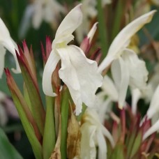 Роскоя (Roscoea) beesiana (саженец в горшке) Роскоя (Roscoea) beesiana (саженец в горшке)