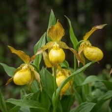 Садовая орхидея (Garden Orchid) желтая (саженец в горшке)