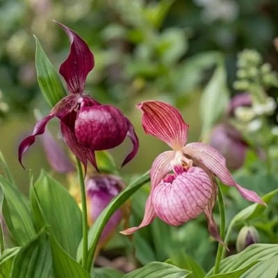 Садова орхідея (Garden Orchid) рожево-пурпурова (саджанець у горщику)