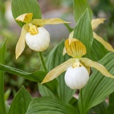 Садовая орхидея (Garden Orchid) белая (саженец в горшке)